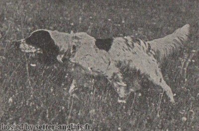 Setter Anglais CRISMANI BUCK Setter Anglais CRISMANI BUCK